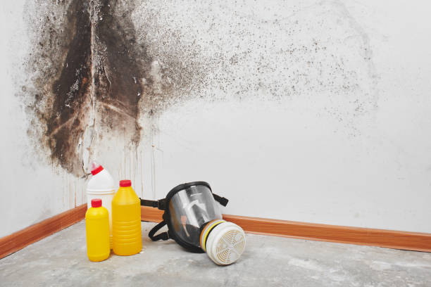Best White Mold Remediation in Dumas, TX