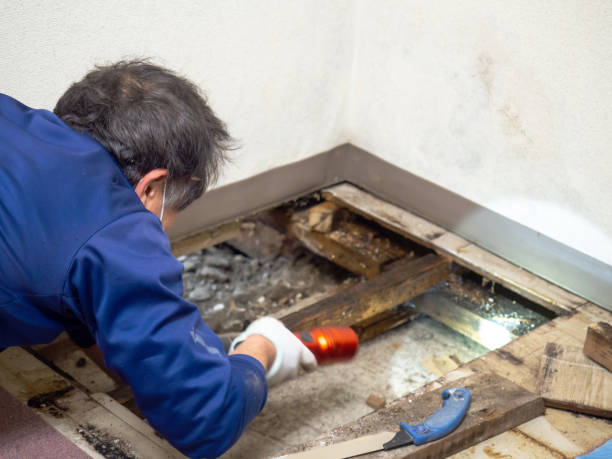 Best Health and Safety Mold Remediation in Dumas, TX