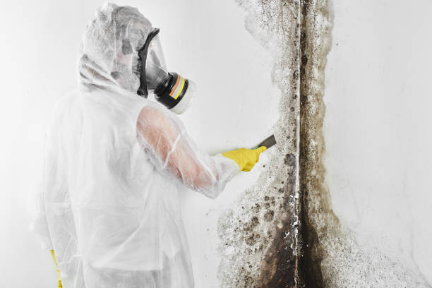 Best Bathroom Mold Remediation in Dumas, TX