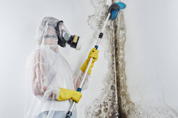 Best Residential Mold Remediation in Dumas, TX