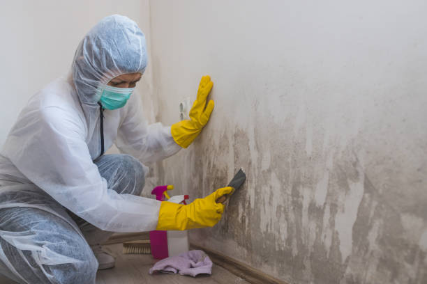 Best Attic Mold Remediation in Dumas, TX