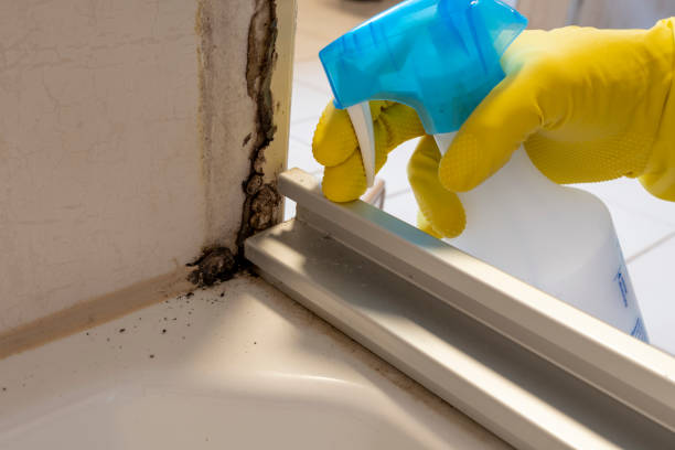 Best Post-Flood Mold Remediation in Dumas, TX