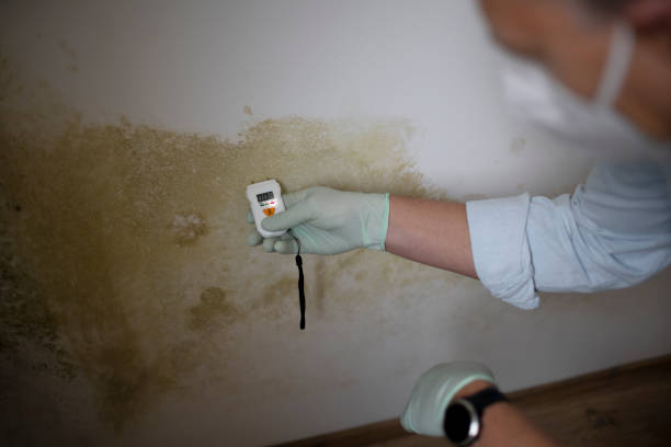 Best Mold Testing and Inspection Services in Dumas, TX