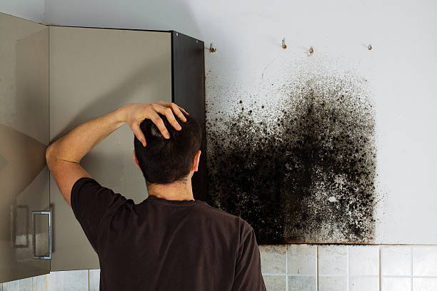 Best Basement Mold Remediation in Dumas, TX