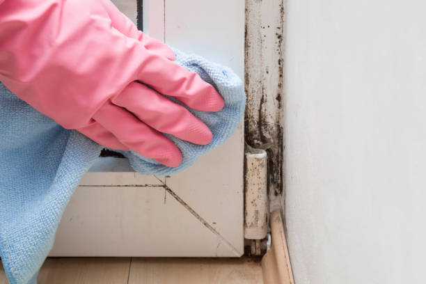 Best Insurance-Related Mold Remediation in Dumas, TX