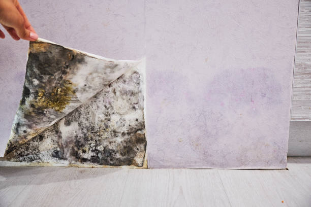 Trusted Dumas, TX Mold Remediation Experts